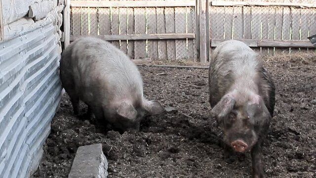 A big boar and a sow in a pen. The breeding of livestock. Pig breeding