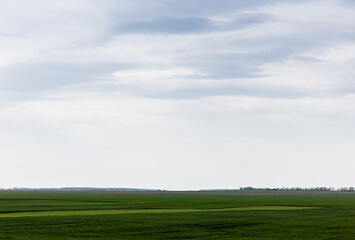 Fototapeta na wymiar field with green and fresh grass against cloudy sky