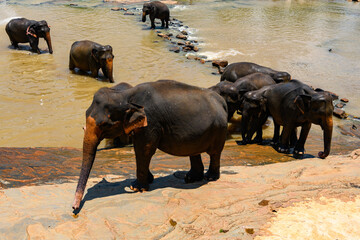 Flock of the Asian elephants in wilderness, Sri Lanka