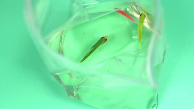 Closeup view video footage of three bright colorful glo fish in transparent bag just bought in pet shop. Two green and yellow ternetzi fish and one pink danio.