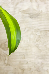Close-up view of a green leaf against a concrete wall with a copy space, using as a background natural green plants landscape, ecology, fresh concept wallpaper.