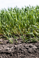 selective focus of fresh grass near ground