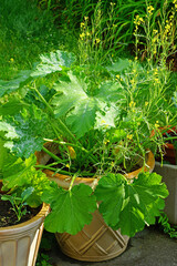 Zucchini flower blossoms growing on a plant in a container
