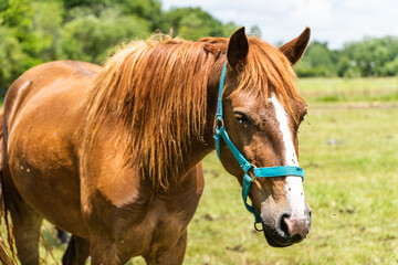 Fototapeta premium cheval