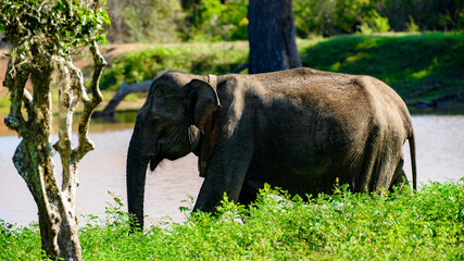 Naklejka na ściany i meble Asian elephant in wilderness, Sri Lanka