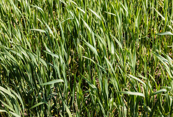 sunlight on fresh and green grass on lawn