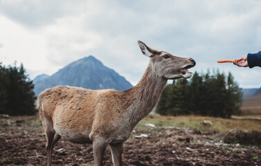 Obraz premium Deer being fed carrots at Glencoe