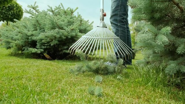 Raking process. Gardener raking branches of spruce after shearing a blue conifer tree and pine. 