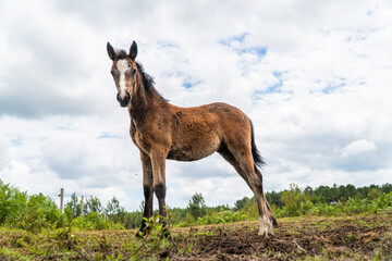 Fototapeta premium cheval