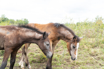 Fototapeta premium cheval
