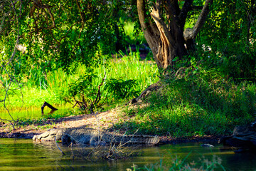 Crocodile on the grass in Sri Lanka