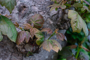 Sycamore tree buds in Spring