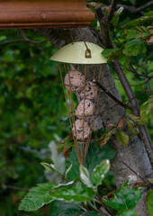Bird feeder with fat balls