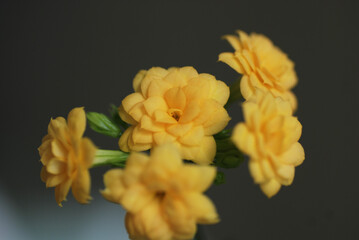 Flowering Kalanchoes in bloom