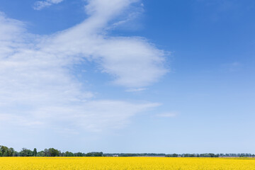 Naklejka premium yellow blooming wildflowers on field against blue sky