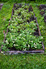 flowering strawberries bushes in the garden, strawberry beds