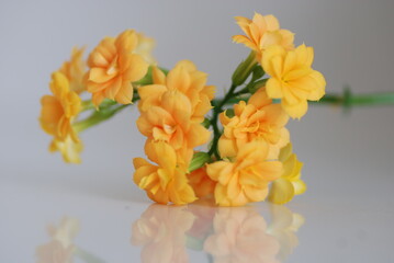 Flowering Kalanchoes in bloom