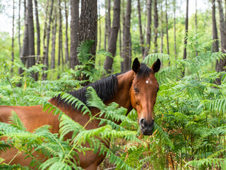 cheval