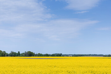 yellow wildflowers on field against blue sky