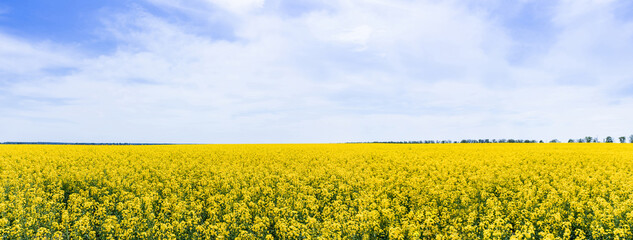 panoramic concept of yellow and blooming wildflowers against sky with clouds