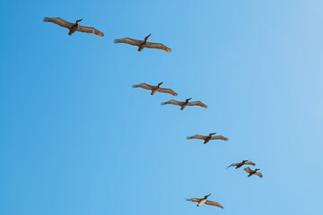 Pelicans flying over blue sky background