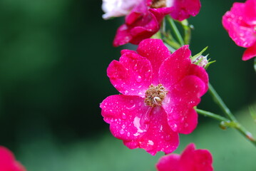 Wild roses after the rain