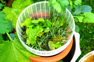 Freshly picked salad greens being washed in a salad spinner bowl
