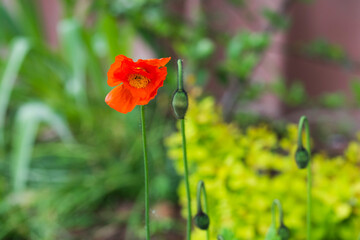 Red poppy flowers on a beautiful meadow.