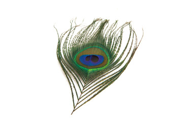 peacock feather with eye