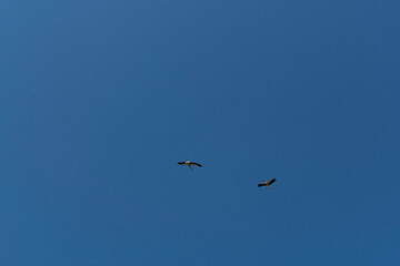 A picture of two flying white storks (Ciconia ciconia).