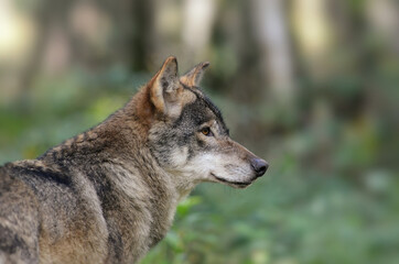 Wolf Portrait