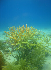 underwater sea life coral reef caribbbean sea