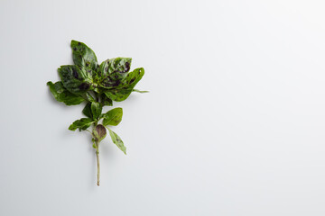 Basil on a white background. Minimum concept