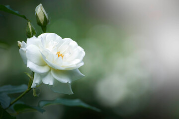 Beautiful, bright park roses of different types.