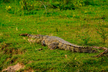 Crocodile on the grass in Sri Lanka