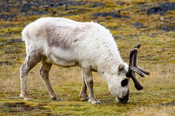 Svalbard reindeer on the grass in Spitzbergen
