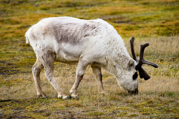 Svalbard reindeer on the grass in Spitzbergen