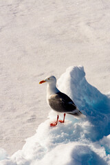 Arctic bird