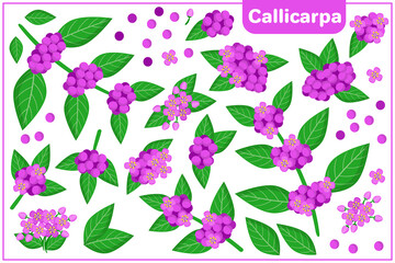 Set of vector cartoon illustrations with Callicarpa exotic fruits isolated on white background