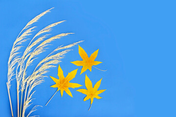 Fototapeta na wymiar bouquet of dry grass and yellow maple leaves on a blue background