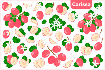 Set of vector cartoon illustrations with Carissa exotic fruits, flowers and leaves isolated on white background