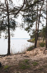 green trees near reeds and tranquil lake