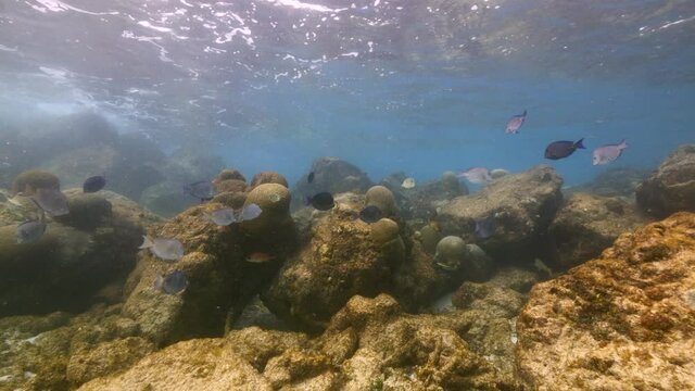 Seascape in shallow water of coral reef in Caribbean Sea / Curacao with Ocean Surgeonfish, Blue Tang and Doctorfish