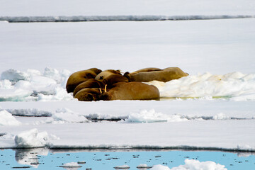 Flock of Walrus in Arctic