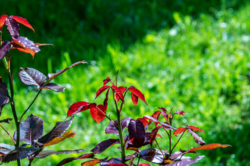 Burgundy young leaves of a rose bush on a blurred green background