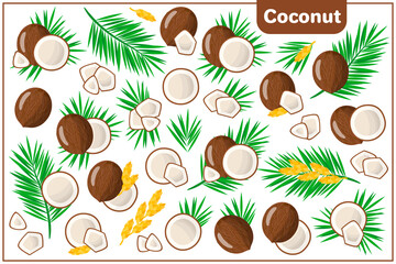 Set of vector cartoon illustrations with Coconut exotic fruits, flowers and leaves isolated on white background