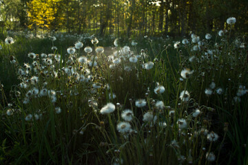 Lot of dandelion stems with white ball of seeds on green grass background
