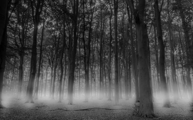 Creepy misty morning fog in the forest