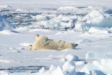 Fototapeta na wymiar Polar bear om the snow in Arctic