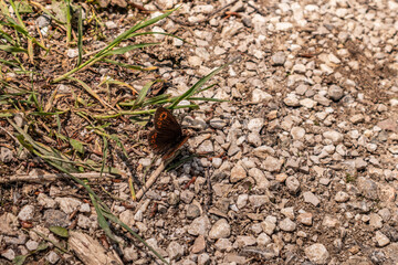 Beautiful butterfly on rock ground in nature on a summer day. Natural wallpaper and background concept. Close up, selective focus